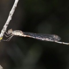 Austrolestes leda at Acton, ACT - 31 Dec 2021