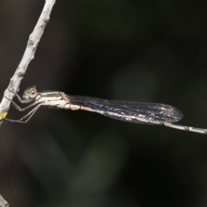 Austrolestes leda at Acton, ACT - 31 Dec 2021 11:26 AM