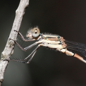 Austrolestes leda at Acton, ACT - 31 Dec 2021