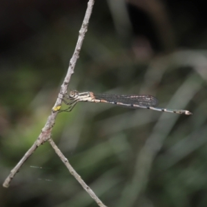 Austrolestes leda at Acton, ACT - 31 Dec 2021 11:26 AM