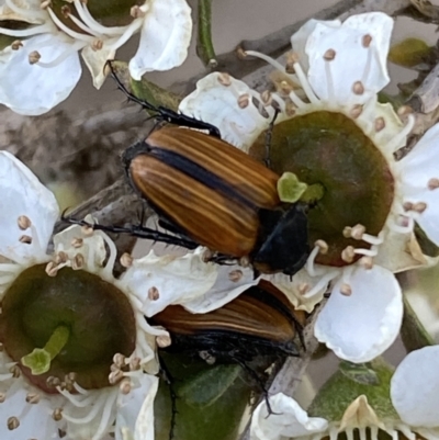 Phyllotocus marginipennis (Nectar scarab) at Numeralla, NSW - 31 Dec 2021 by Steve_Bok