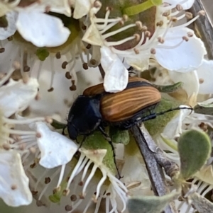Phyllotocus marginipennis at Numeralla, NSW - 31 Dec 2021