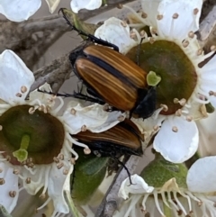 Phyllotocus marginipennis at Numeralla, NSW - 31 Dec 2021