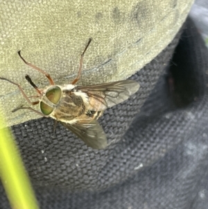 Scaptia sp. (genus) at Booth, ACT - 1 Jan 2022 02:00 PM