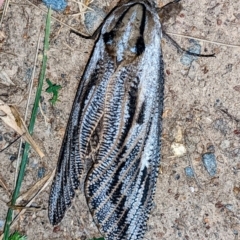 Endoxyla lituratus (A Wattle Goat Moth) at Lions Youth Haven - Westwood Farm A.C.T. - 1 Jan 2022 by HelenCross