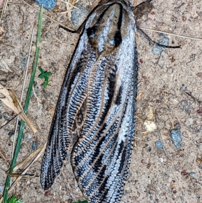 Endoxyla lituratus (A Wattle Goat Moth) at Kambah, ACT - 2 Jan 2022 by HelenCross