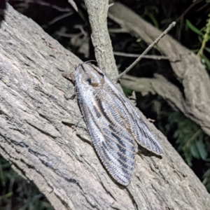 Endoxyla lituratus at Kambah, ACT - 2 Jan 2022