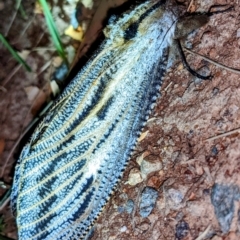 Endoxyla lituratus at Kambah, ACT - 2 Jan 2022