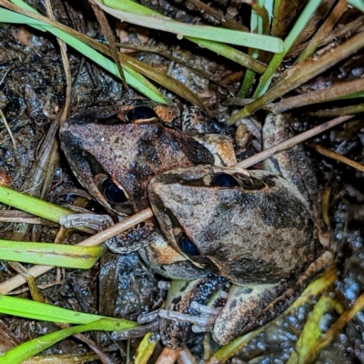 Litoria latopalmata (Broad-palmed Tree-frog) at Lions Youth Haven - Westwood Farm A.C.T. - 1 Jan 2022 by HelenCross
