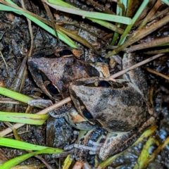 Litoria latopalmata (Broad-palmed Tree-frog) at Stromlo, ACT - 1 Jan 2022 by HelenCross