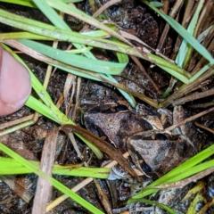 Litoria latopalmata at Stromlo, ACT - 2 Jan 2022 01:00 AM