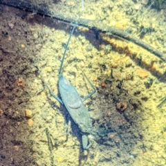 Laccotrephes tristis (Water Scorpion or Toe-biter) at Lions Youth Haven - Westwood Farm A.C.T. - 1 Jan 2022 by HelenCross