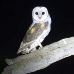 Tyto alba (Barn Owl) at Stromlo, ACT - 1 Jan 2022 by HelenCross