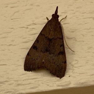 Uresiphita ornithopteralis at Jerrabomberra, NSW - suppressed