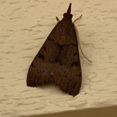 Uresiphita ornithopteralis at Jerrabomberra, NSW - suppressed