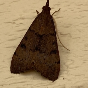 Uresiphita ornithopteralis at Jerrabomberra, NSW - suppressed