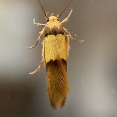 Hemibela oxyptera (A Concealer moth) at Jerrabomberra, NSW - 1 Jan 2022 by Steve_Bok
