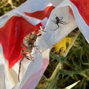 Salsa fuliginata at Molonglo Valley, ACT - 2 Jan 2022