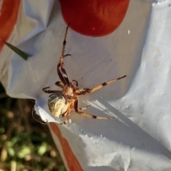 Salsa fuliginata at Molonglo Valley, ACT - 2 Jan 2022 08:33 AM