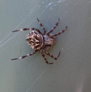 Backobourkia sp. (genus) at Bungendore, NSW - 31 Dec 2021