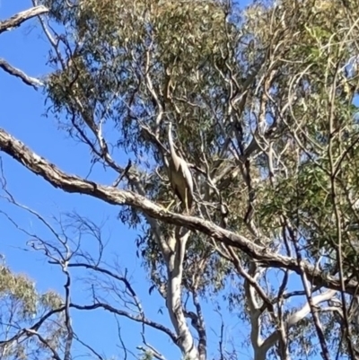 Egretta novaehollandiae (White-faced Heron) at Bungendore, NSW - 1 Jan 2022 by yellowboxwoodland