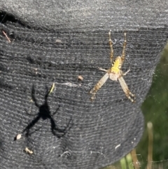 Araneinae (subfamily) (Orb weaver) at Bungendore, NSW - 1 Jan 2022 by yellowboxwoodland