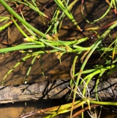 Juncus sp. (A Rush) at Bungendore, NSW - 2 Jan 2022 by yellowboxwoodland