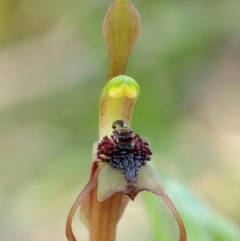 Chiloglottis reflexa (Short-clubbed Wasp Orchid) at Woodlands, NSW - 2 Jan 2022 by Snowflake