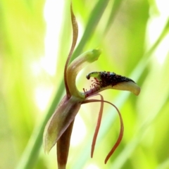 Chiloglottis reflexa at Woodlands, NSW - suppressed