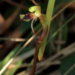 Chiloglottis reflexa at Woodlands, NSW - 2 Jan 2022