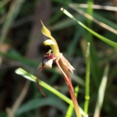 Chiloglottis reflexa at Woodlands, NSW - 2 Jan 2022