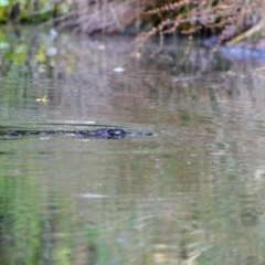 Ornithorhynchus anatinus (Platypus) at Pialligo, ACT - 2 Jan 2022 by MB