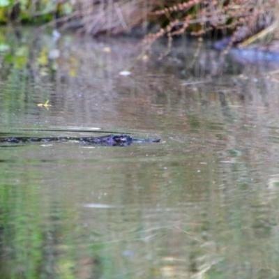 Ornithorhynchus anatinus (Platypus) at Central Molonglo - 1 Jan 2022 by MB