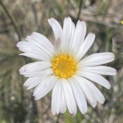 Celmisia tomentella (Common Snow Daisy) at Cotter River, ACT - 28 Dec 2021 by Ned_Johnston