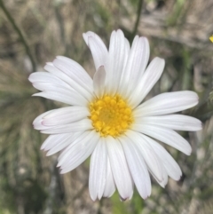 Celmisia tomentella (Common Snow Daisy) at Namadgi National Park - 28 Dec 2021 by Ned_Johnston