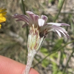 Celmisia tomentella at Cotter River, ACT - 28 Dec 2021