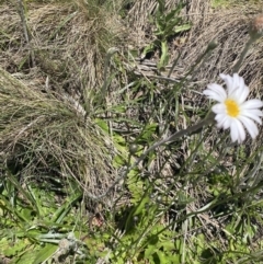 Celmisia tomentella at Cotter River, ACT - 28 Dec 2021