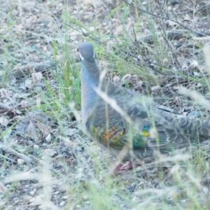 Phaps chalcoptera at Coree, ACT - 2 Jan 2022