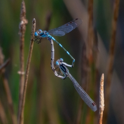 Austrolestes leda (Wandering Ringtail) at Forde, ACT - 2 Jan 2022 by PamR