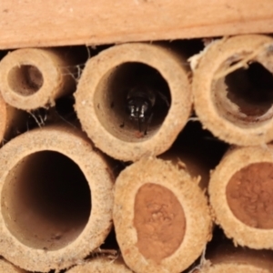 Pison sp. (genus) at Hughes, ACT - 2 Jan 2022