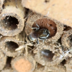 Pison sp. (genus) at Hughes, ACT - suppressed