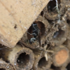 Pison sp. (genus) at Hughes, ACT - 2 Jan 2022