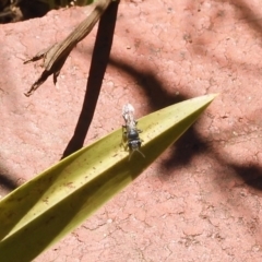 Pison sp. (genus) at Hughes, ACT - suppressed