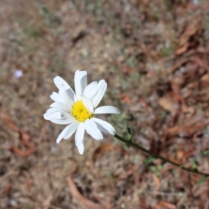 Brachyscome diversifolia var. diversifolia at suppressed - 2 Jan 2022