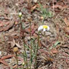 Brachyscome diversifolia var. diversifolia at suppressed - 2 Jan 2022