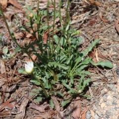 Brachyscome diversifolia var. diversifolia at suppressed - 2 Jan 2022