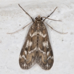 Hygraula nitens (Pond Moth) at Melba, ACT - 27 Oct 2021 by kasiaaus