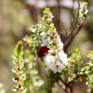 Exoneura sp. (genus) at Mongarlowe, NSW - 2 Jan 2022