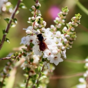 Exoneura sp. (genus) at Mongarlowe, NSW - suppressed