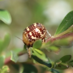 Paropsis pictipennis (Tea-tree button beetle) at Mongarlowe, NSW - 2 Jan 2022 by LisaH